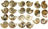 Lot: to Cut/Polished Ammonite Fossil - Pairs #117036-3